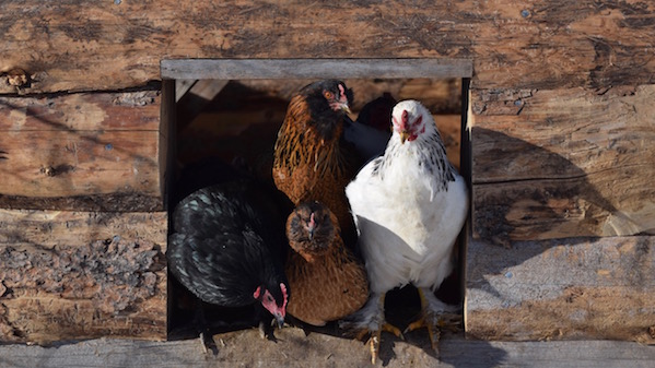 Pollos para la producción de huevos